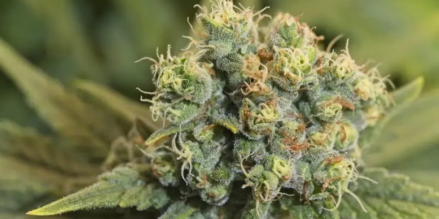 Cultivation Insights of the Sherbet Strain